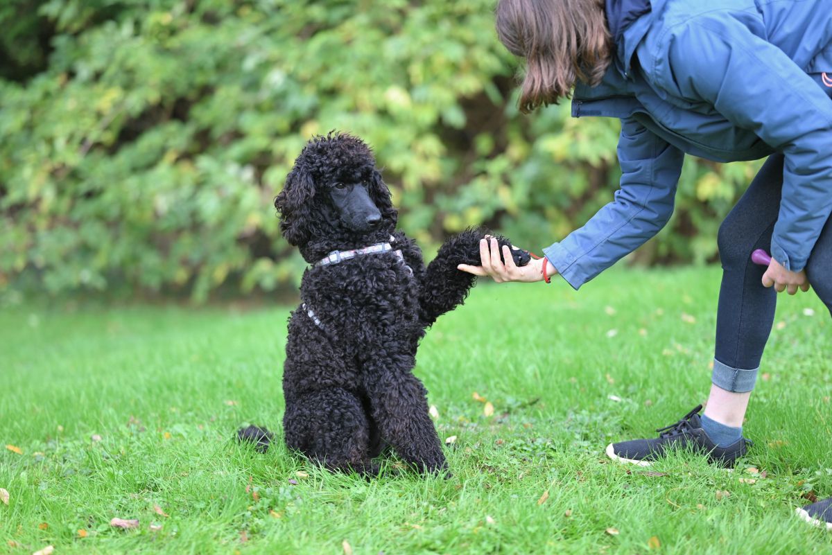 Dog Trainers using Youzse