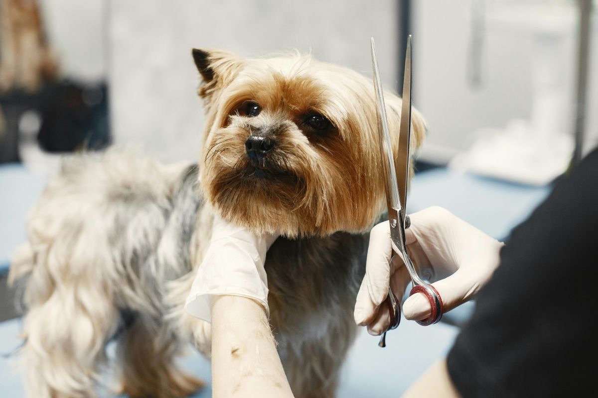 Dog Groomers using Youzse