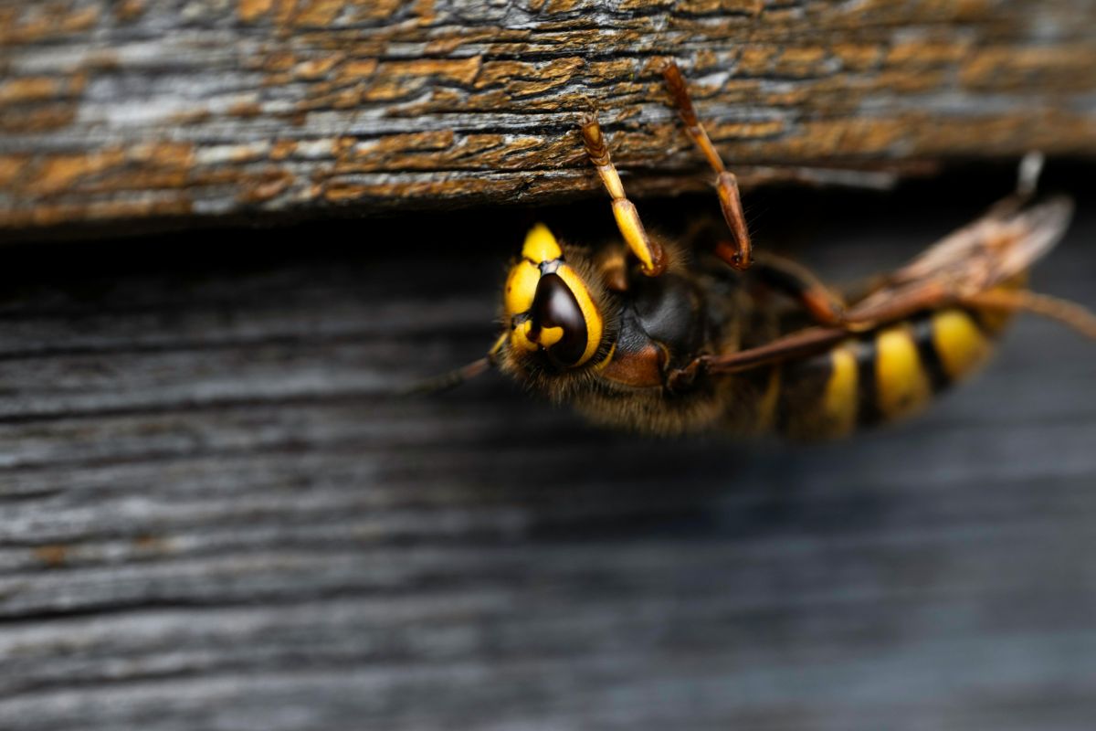 Pest Control using Youzse