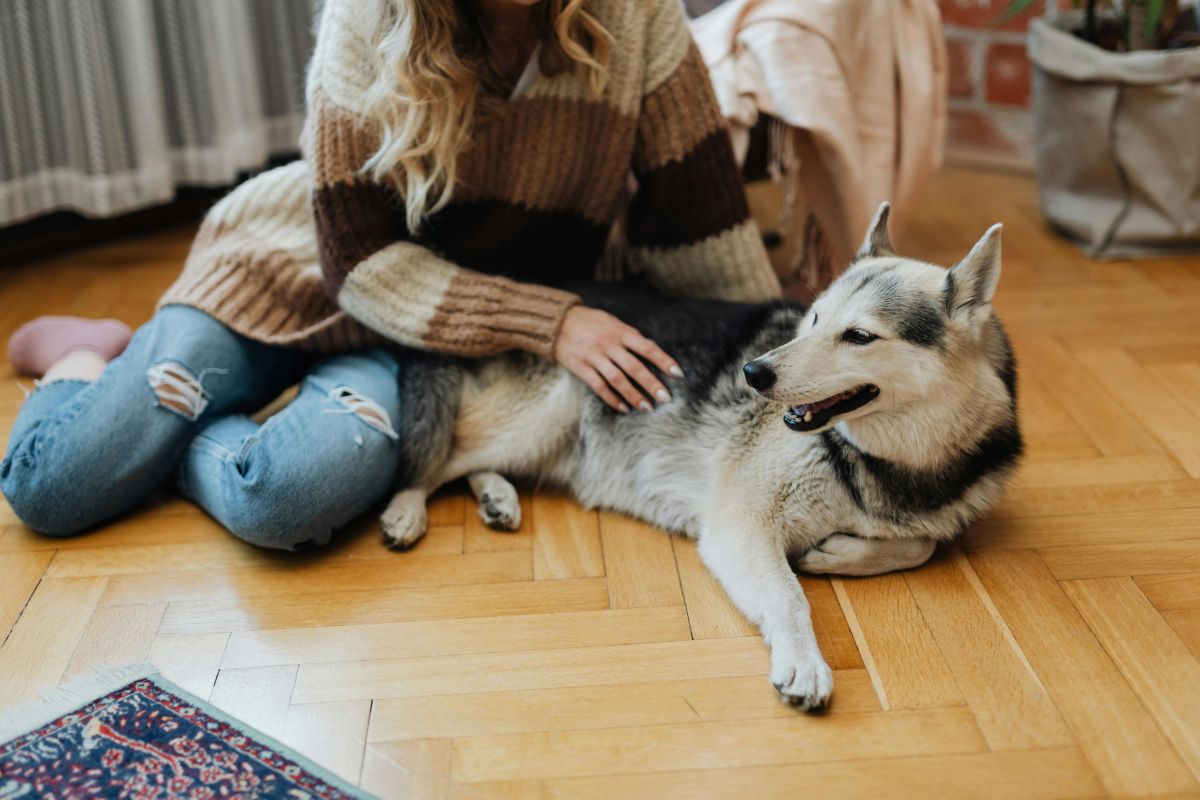 Pet Sitters using Youzse